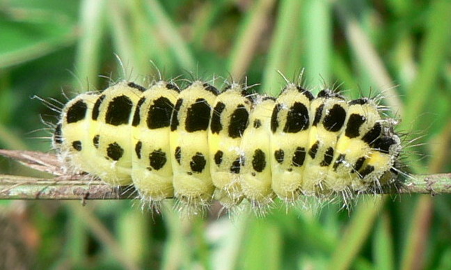 zygaena trifolii?